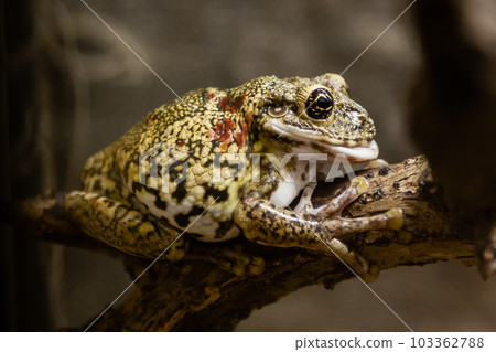 A green toad sits on a branch A green toad sits on a branch 103362788