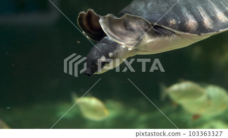 Pig-nosed turtle swims in the aquarium. Sea turtle swims underwater close-up. 103363327