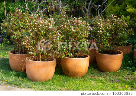 plant in a pot in a garden seedling nursery. 103363883