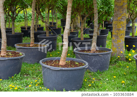 Nursery of fruit and berry trees and bushes for planting Nursery of fruit and berry trees and bushes for planting 103363884