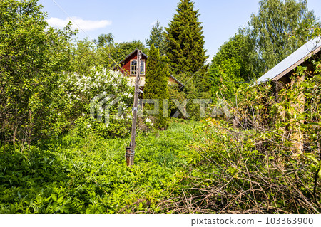overgrown backyard of old village house in May 103363900