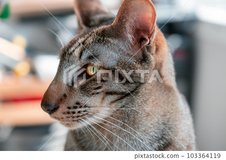 Close-Up Of Muzzle Of Oriental Cat. Serious, Adult And Tabby Cat With The Character Of Dog. Close-Up Of Muzzle Of Oriental Cat. Serious, Adult And Tabby Cat With The Character Of Dog. 103364119