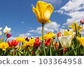 Colorful tulips in flower bed and one yellow tulip in center. 103364958