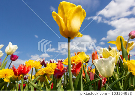 Colorful tulips in flower bed and one yellow tulip in center. Colorful tulips in flower bed and one yellow tulip in center. 103364958