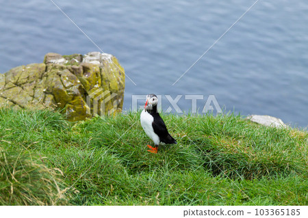Atlantic puffin from Borgarfjordur fjord, east Iceland Atlantic puffin from Borgarfjordur fjord, east Iceland 103365185