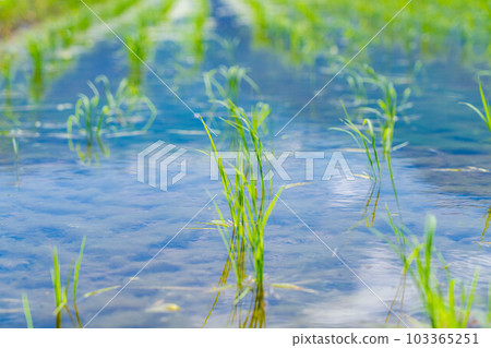 [Rice material] Planted rice [Nagano Prefecture] 103365251