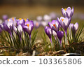 Spring crocus field. Park plant beautiful. Generate Ai 103365806