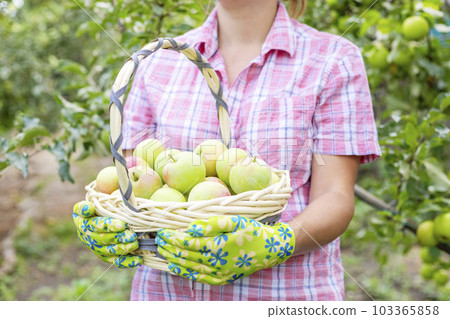Woman farmer in gloves with freshly picked ripe apples in a wicker basket Woman farmer in gloves with freshly picked ripe apples in a wicker basket 103365858