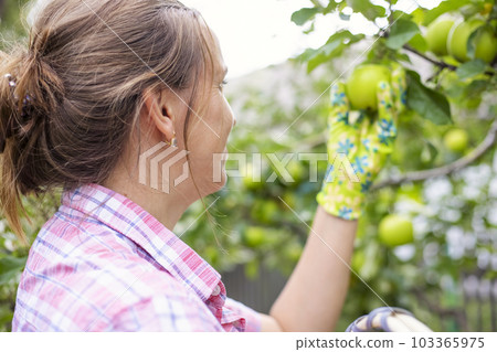Beautiful woman holding wicker basket and harvesting apples from fruit tree Beautiful woman holding wicker basket and harvesting apples from fruit tree 103365975