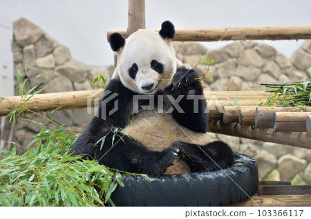 愛濱坐在輪胎上吃竹子 103366117