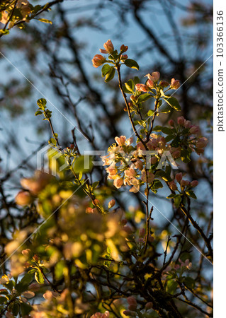 Pinkish flowers of a blooming apple tree 103366136