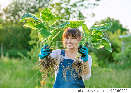 Woman gardener with hosta plant with roots in spring garden Woman gardener with hosta plant with roots in spring garden 103366321