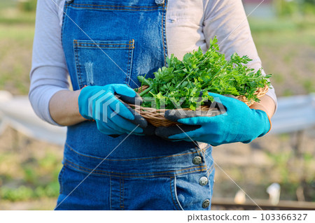 Close-up parsley herb in wicker bowl in hands of woman, vegetable garden background 103366327