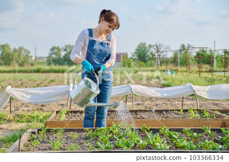 Woman watering vegetable garden with wooden beds with young vegetables 103366334