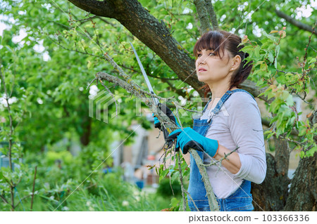 Woman sawing dry branches on a tree in garden 103366336