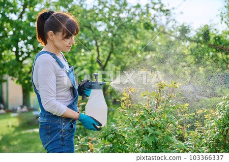 Woman spraying rose bushes in flower bed in backyard Woman spraying rose bushes in flower bed in backyard 103366337