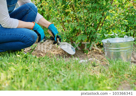 Close-up woman fertilizing rose bush with mineral granular fertilizer Close-up woman fertilizing rose bush with mineral granular fertilizer 103366341