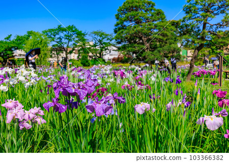 東京都葛飾區堀切鳶尾園 103366382