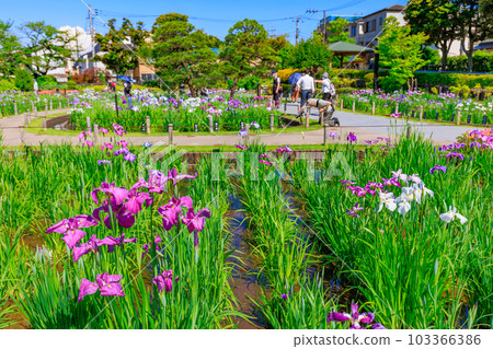 東京都葛飾區堀切鳶尾園 東京都葛飾區堀切鳶尾園 103366386