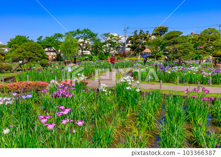 Horikiri Iris Garden, Katsushika Ward, Tokyo Horikiri Iris Garden, Katsushika Ward, Tokyo 103366387