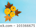 Composition of a different varieties of pumpkins.Autumn season, fall harvest, Happy Thanksgiving.Halloween Pumpkins.copy space.Blue background.Autumn postcard. Minimalist style. 103366675