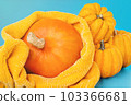 Autumn season, fall harvest, Happy Thanksgiving.Halloween Pumpkins.Blue background.Autumn postcard. Minimalist style.Composition of a different varieties of pumpkins. 103366681
