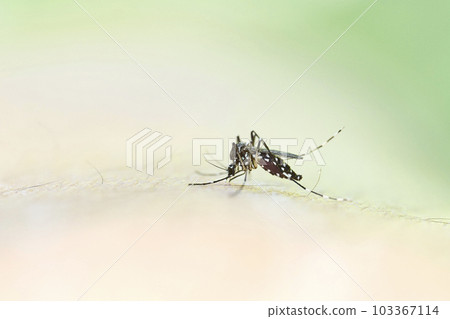 Aedes mosquito sucking human blood Aedes mosquito sucking human blood 103367114