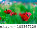 紅花等待初夏 103367129