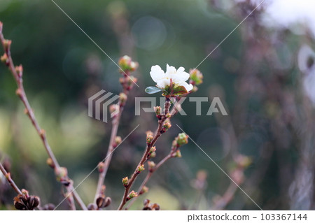 Ryukyu Bai flower Ryukyu Bai flower 103367144
