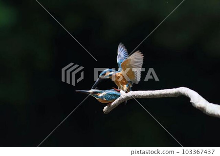 Copulation of kingfishers Copulation of kingfishers 103367437