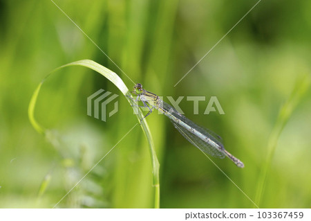 Affiliation Affiliation 103367459