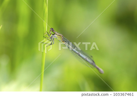 Affiliation 103367461