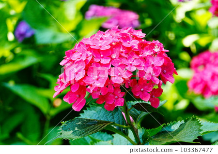 京都三室戶寺繡球花 京都三室戶寺繡球花 103367477