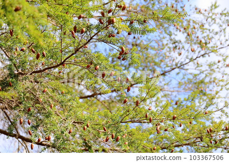 hemlock tree nuts hemlock tree nuts 103367506