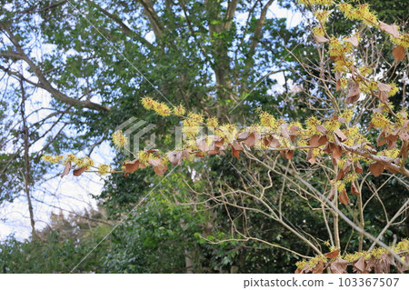 Witch hazel flower Witch hazel flower 103367507