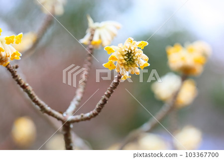 Mitumata花 103367700