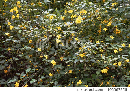 黃色黃色花 黃色黃色花 103367856