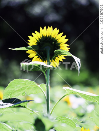 夏天的向日葵田 103367901