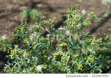 Groundsel flowers and fluff Groundsel flowers and fluff 103367950