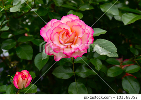 玫瑰園中美麗的玫瑰花 103368352