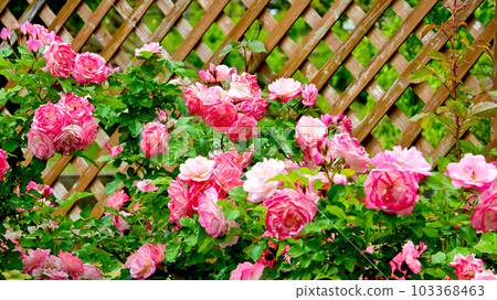 Rosegarden様へ 東京ガーデンテラス紀尾井町では、5月9日(金)～5月31日(土)の