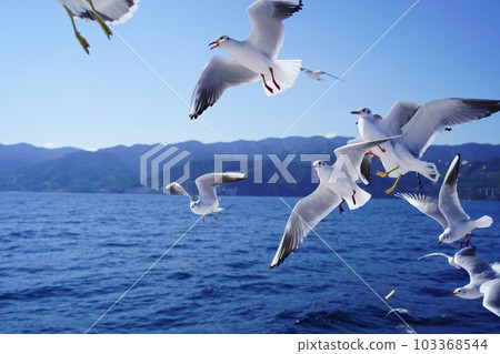 跟隨船的海鷗 103368544