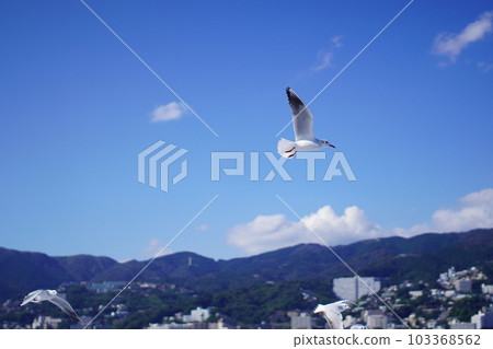 跟隨船的海鷗 103368562