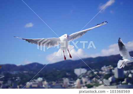 跟隨船的海鷗 103368569