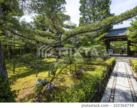 Daitoku-ji Temple Pine on the approach to Daisen-in Temple Daitoku-ji Temple Pine on the approach to Daisen-in Temple 103368739