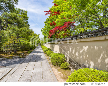 Nomura maple and green maple on the approach to Hoshun-in Temple, Daitoku-ji Temple 103368744