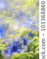 六月花繡球花 103368860