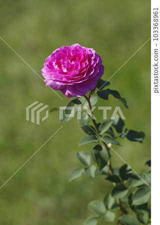 玫瑰園裡盛開著紅紫色的玫瑰。這朵玫瑰的名字是Finesse。 103368961