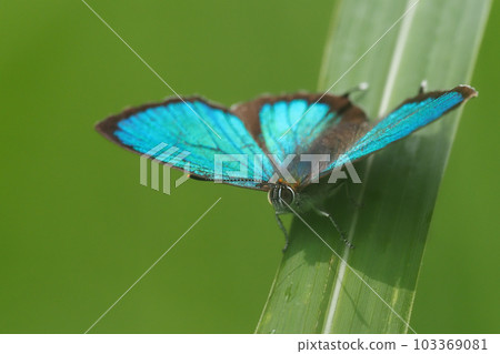 Green clam (male, wings open) Green clam (male, wings open) 103369081