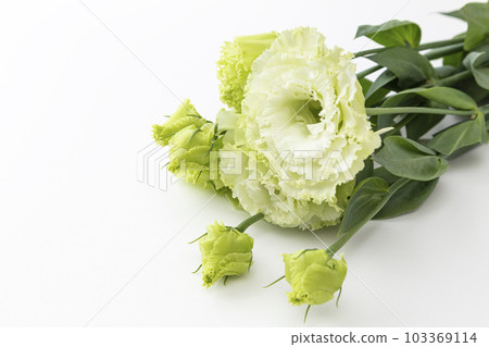 洋桔梗白色背景 洋桔梗白色背景 103369114